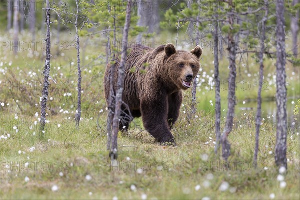 Brown bear