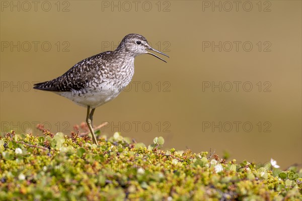 Wood Sandpiper