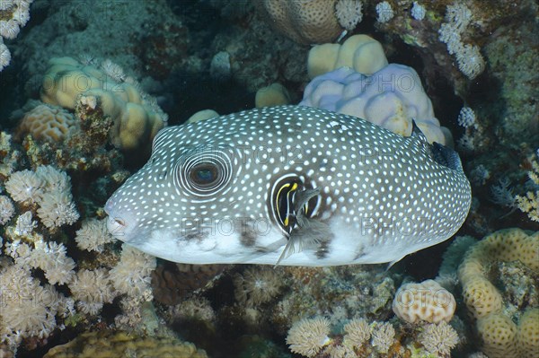 White-spotted puffer