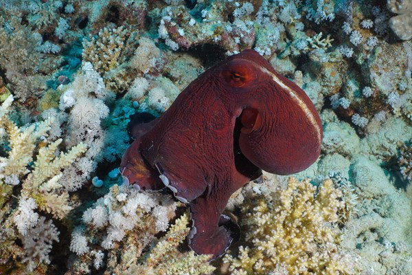 Great Blue Octopus