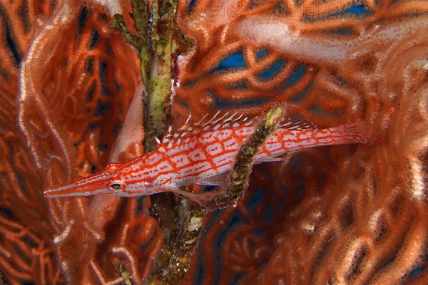 Longnose hawkfish