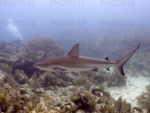 Caribbean reef shark