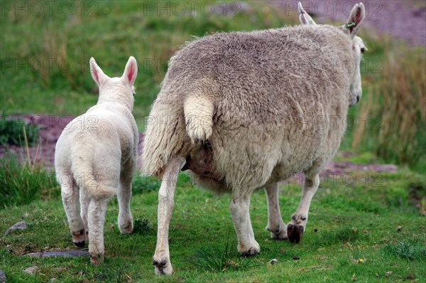 Ewe and a lamb trotting across a meadow