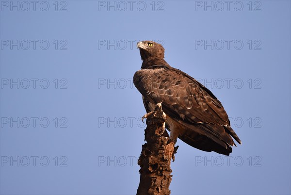 Martial Eagle