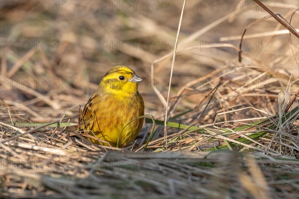 Male yellowhammer