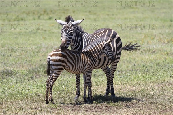 Plains zebra