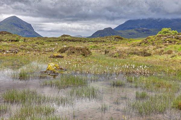 Narrow-leaved common cottongrass