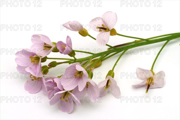 Medicinal plant