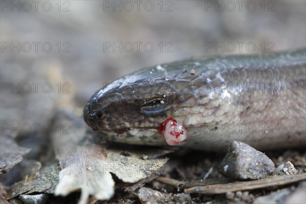 Western slow worm