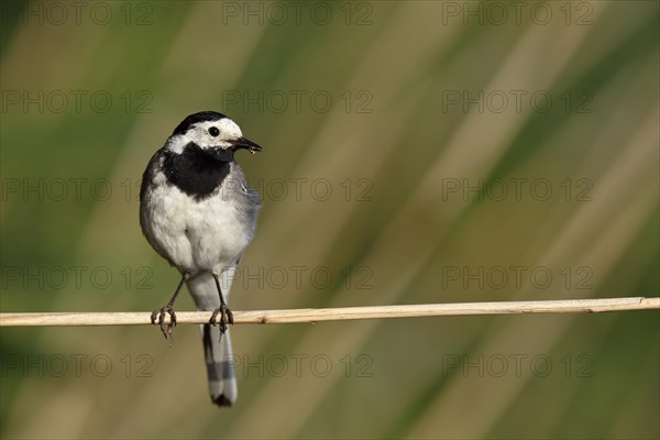 White wagtail