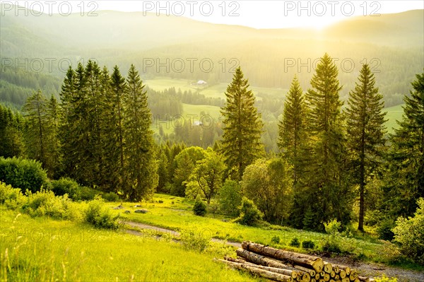 Landscape in the evening backlight with meadows and forest
