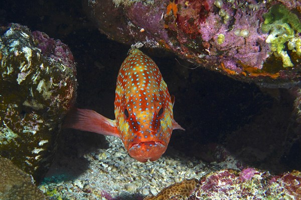 Portrait of Jewel Grouper