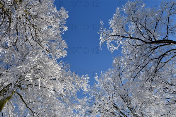 Tree tops with snow and hoarfrost against a blue sky in the Hunsrueck-Hochwald National Park