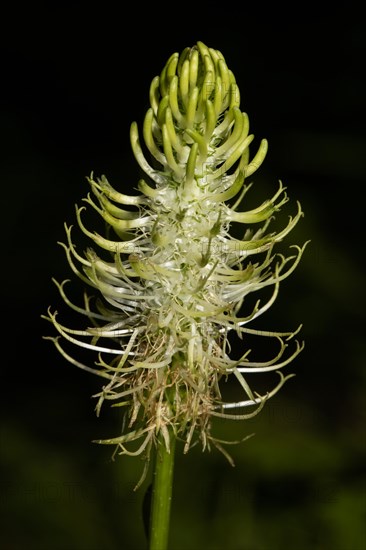 Spikey devils claw greenish-white flower