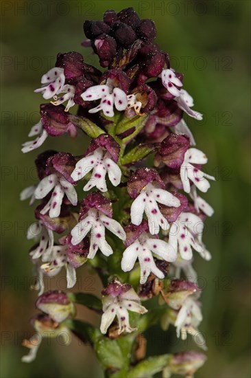 Fire orchid inflorescence with a few open purple-white flowers