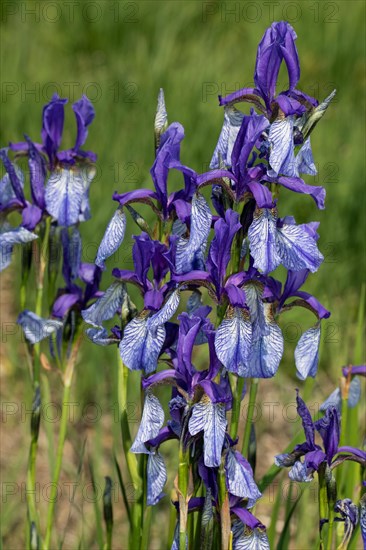 Siberian iris some inflorescences with open blue flowers