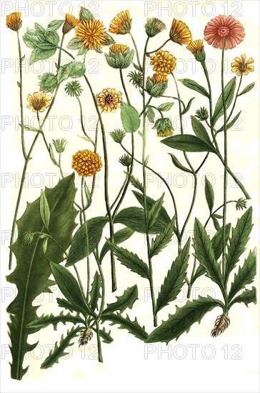 Botany