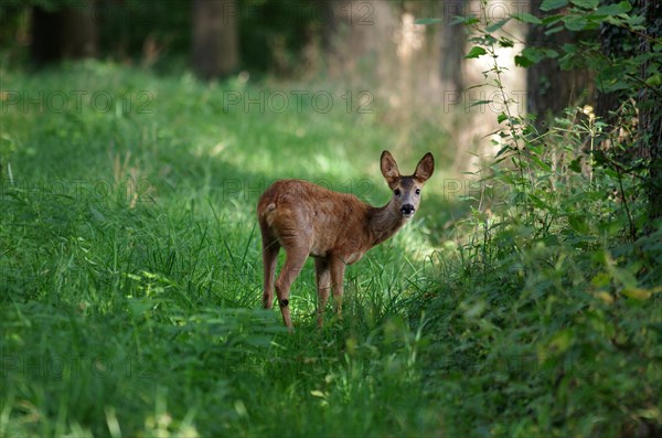 European roe deer