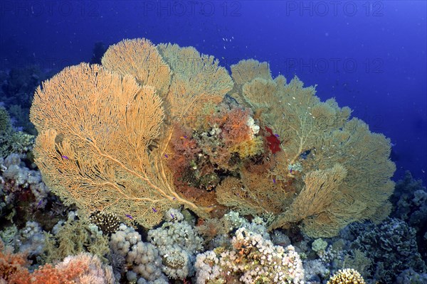 Giant sea fan