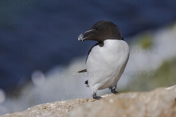 Razorbill