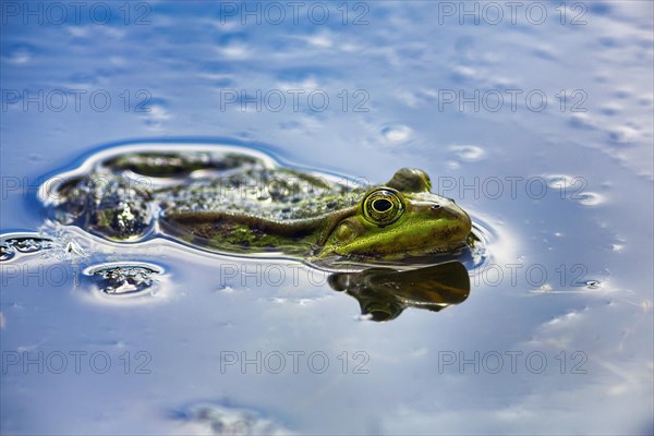 Pond frog