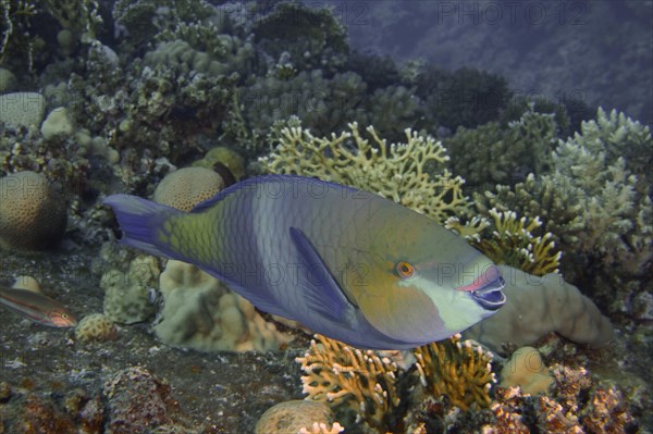 Rusty parrotfish