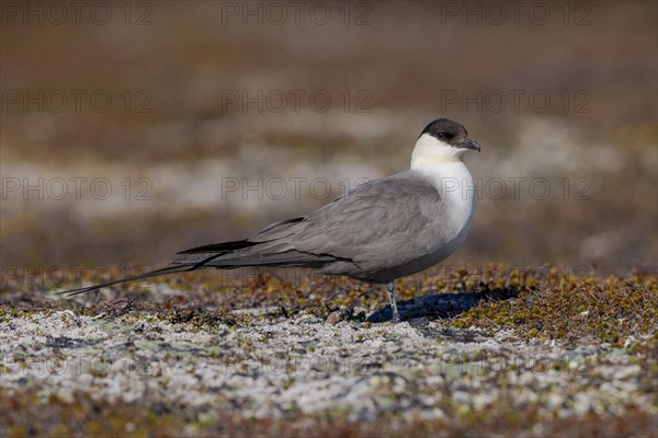 Long-tailed jaeger