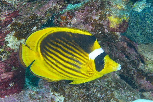 Diagonal butterflyfish