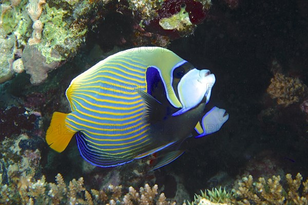 Pair of Emperor Angelfish