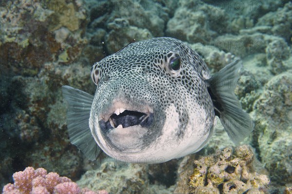 Portrait of star puffer