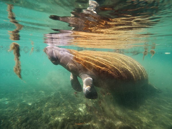 West indian manatee