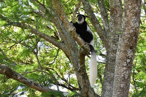 Mantled guereza