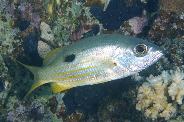 Ehrenberg snapper