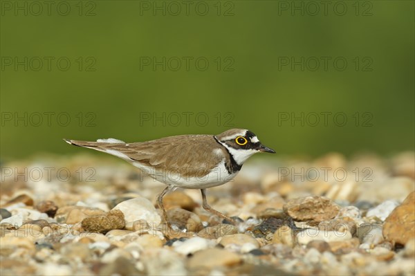 Little Ringed Plover