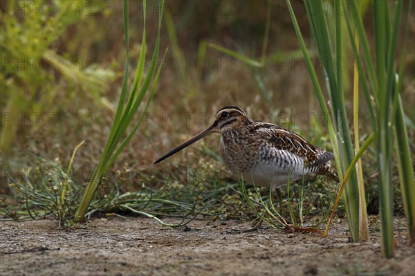 Common Snipe