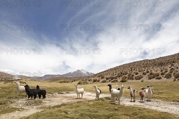 Llamas in Las Vicunjas National Park or Las Vicunas National Reserve