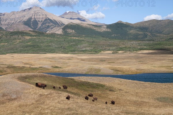 Bisons in Waterton Lakes National Park in Alberta