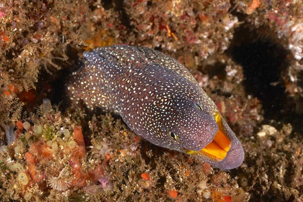 Portrait of starry moray