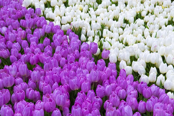 Purple and white tulips
