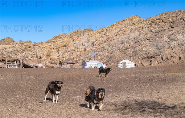Only once in the Nomad family. Mongolian dogs