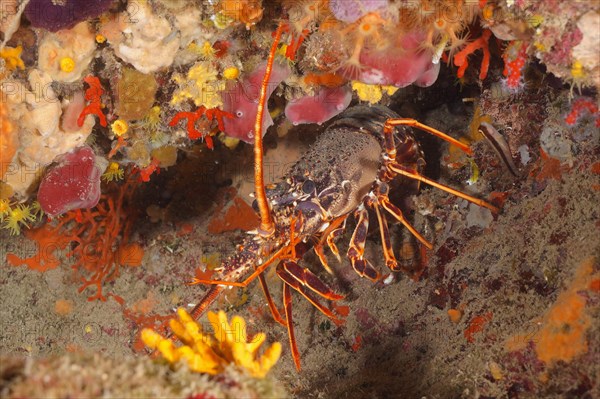 European spiny crayfish