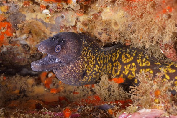 Mediterranean moray