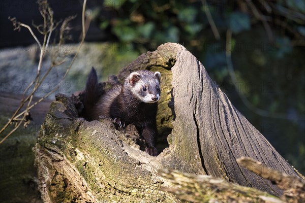 European polecat