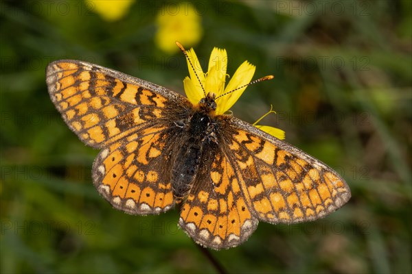 Golden Fritillary