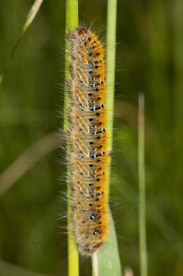 Clover moth Caterpillar hanging on green stalk looking up