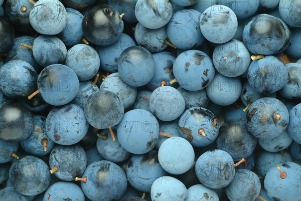 Ripe fruits of blackthorn