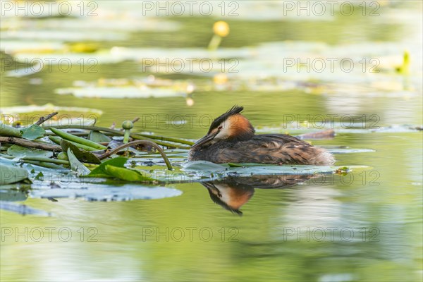 Great Crested Grebe