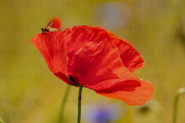 Corn poppy opened red flower with hoverfly