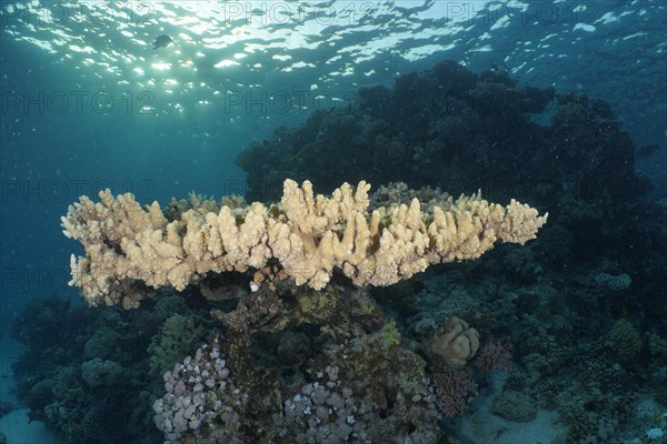 Pharaohs antler coral