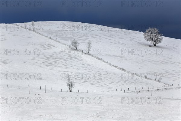 Snowy landscape with individual trees
